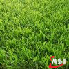 landscaping grass supplier in UAE (1)