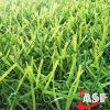 landscaping grass supplier in UAE (1)