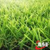 landscaping grass supplier in UAE (3)